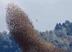 starlings falco.jpg
