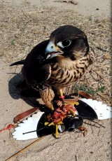 comiendo en el señuelo vuelo libre.jpg