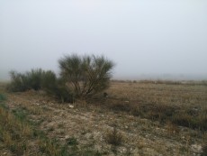 Bugatti recibiendo su gorga tras la captura con niebla