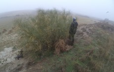 Campanilla, Bury y Bugatti cazando con niebla.jpg