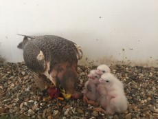 Madre con los pollos