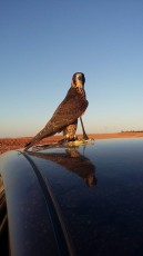 foto pollo año anterior prima de broquey por peregrinoides por noruego peso 950gr