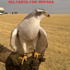 Hispana