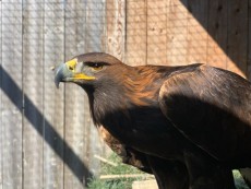 Aguila real adulta
