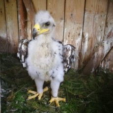 Pollo de aguila real