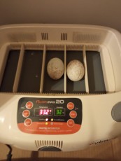Primeros huevos de aguila real