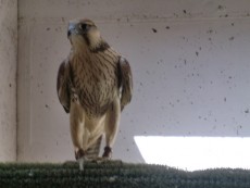 pollo pelegrinoides/rusticolus