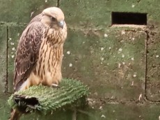 Híbrido geryralte peregrino macho