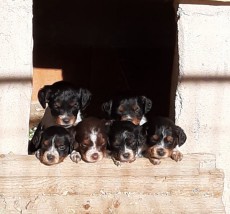 cachorros tricolor 2023.jpg