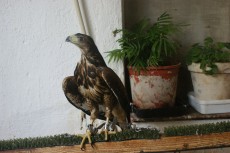 3729c9bb-bfca-4a9c-a4a2-f02cb905ebf8.jpg (312.22 KiB) Visto 1714 veces 3729c9bb-bfca-4a9c-a4a2-f02cb905ebf8.jpg