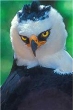 Avatar de Usuario