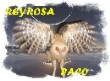 Avatar de Usuario