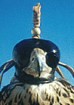 Avatar de Usuario