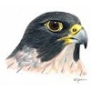 Avatar de Usuario