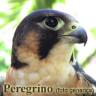 Avatar de Usuario