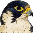 Avatar de Usuario