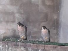 Pareja 1.jpg