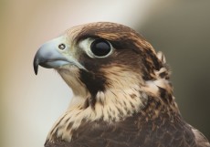 Peregrino pollo (2).JPG