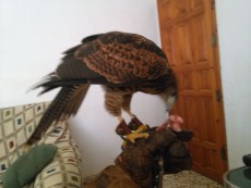IMG-20161122-WA0018.jpeg
