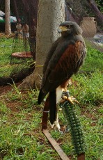 Pluma1.jpg