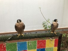 IMG_0127.JPG