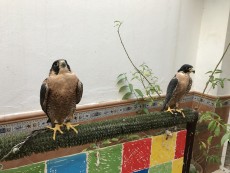 IMG_0129.JPG