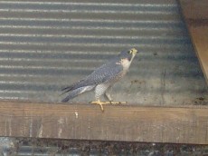 macho broqueii de Cantalejo