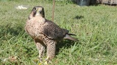 IMG_20170126_124306.jpg
