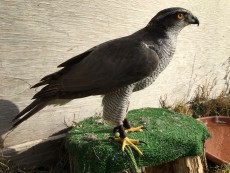 IMG_3944.JPG