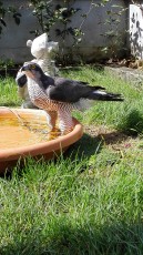 IMG_20160924_134016.jpg