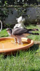IMG_20160924_134036.jpg
