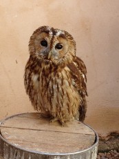 titio 2012.JPG