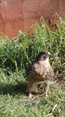 IMG_20170126_124645.jpg