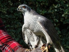 iberica Azor criador goshawklife.com.jpg