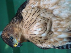 Black sparrowhawk female goshawklife.com.jpg