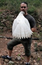 Albidus goshawk breeder goshawklife.com.jpg