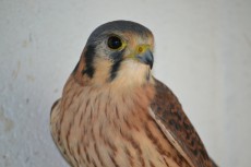 DSC_0033.JPG