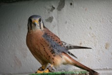DSC_0037.JPG