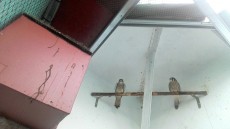 IMG-20161221-WA0003.jpg