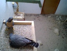 SEVILLA 1 Y 2 NIDO_20170220204322.jpg