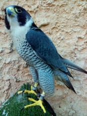 IMG-20170207-WA0013.jpg