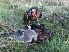 IMG-20170305-WA0004.jpg