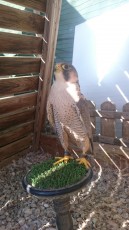 IMG-20170313-WA0013.jpg