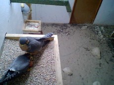 SEVILLA 1 Y 2 NIDO_20170317212842.jpg
