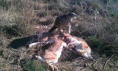 IMG-20131228-WA0010.jpg