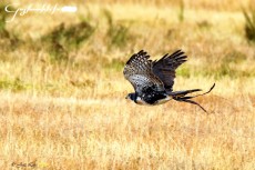 InkedBlack sparrowhawk breeder goshawklife.com.jpg