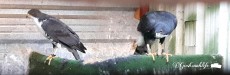Black sparrowhawk breeder goshawklife.com .jpg