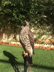Finish buteoides goshawklife.com.jpg