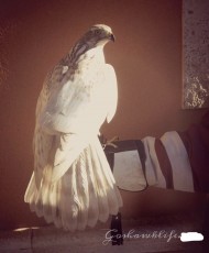 torzuelo de albidus goshawklife.com.jpg