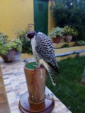 Macho campeón de España en pequeñas aves y campeón islas Baleares.